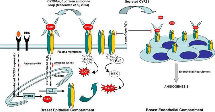 Alpha-v beta-3 Oncogene Figure 8 for article alphaVbeta3 integrin regulates