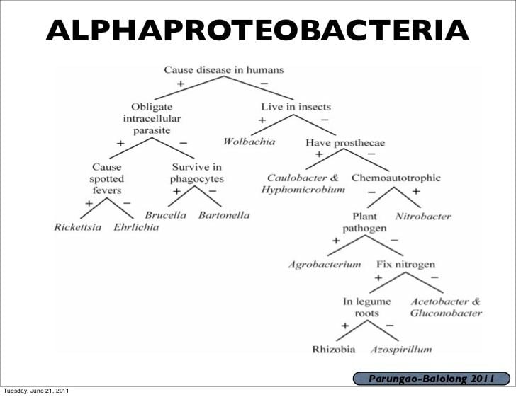 Alphaproteobacteria Bio 120 lecture 2 2011 2012