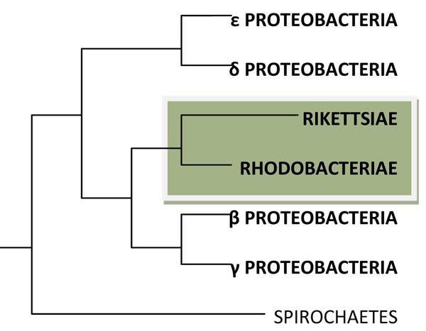 Alphaproteobacteria comeniussusquedubiol202eubacteriaproteobacte