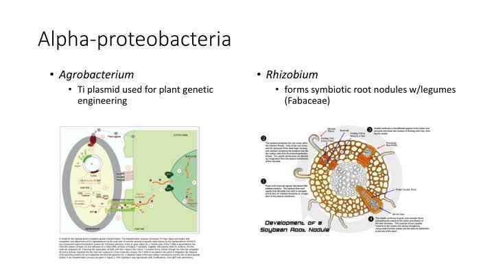 Alphaproteobacteria PPT Alpha proteobacteria PowerPoint Presentation ID3585847