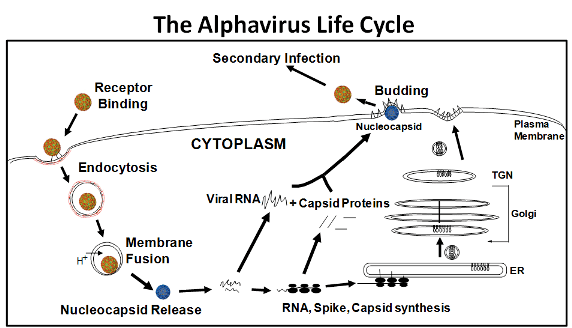 Alphavirus Research The Kielian Lab