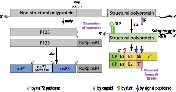 Alphavirus ViralZone Alphavirus