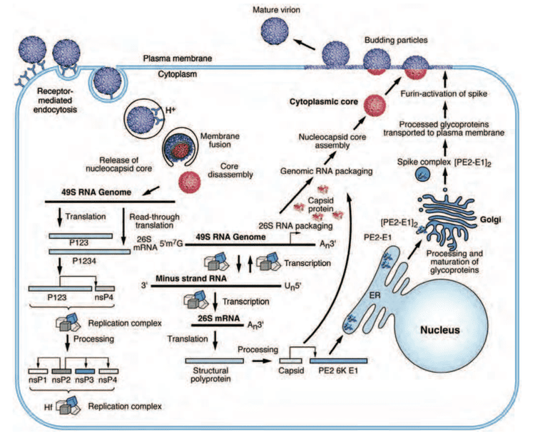 Alphavirus Togaviridae humansandviruses