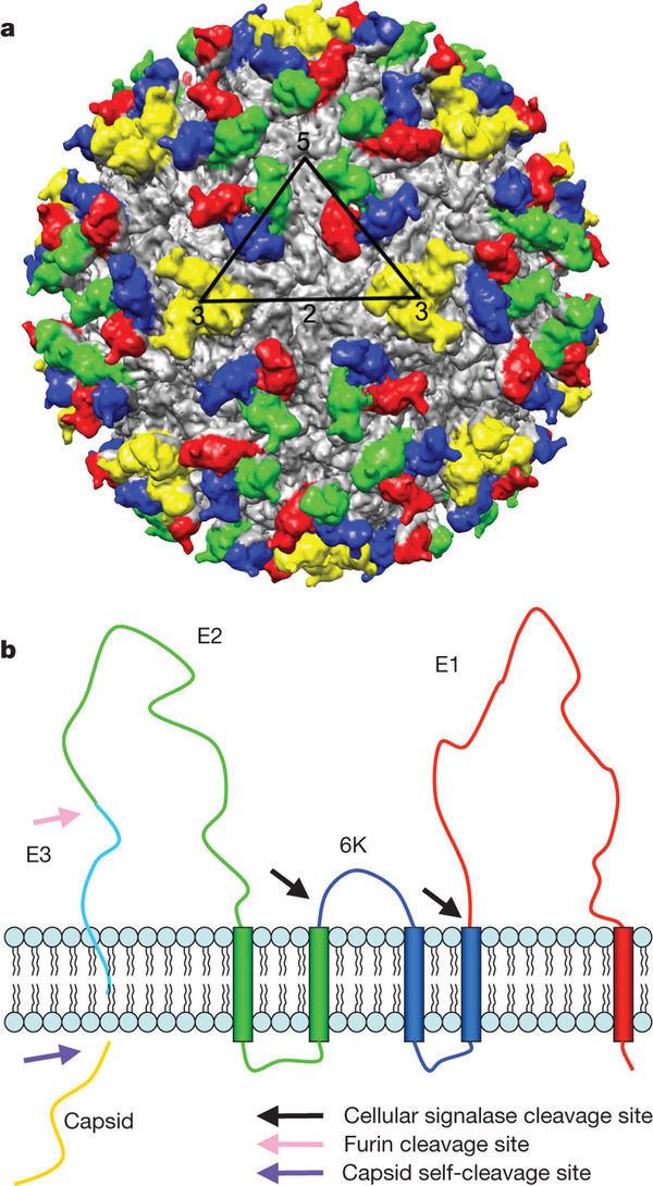 Alphavirus Structural changes of envelope proteins during alphavirus fusion