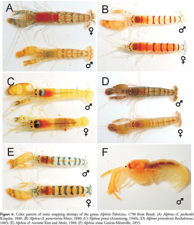 Alpheus (genus) Snapping shrimps of the genus Alpheus Fabricius 1798 from Brazil