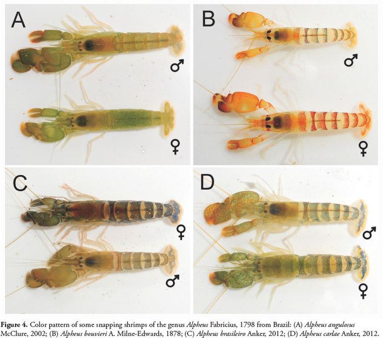 Alpheus (genus) Snapping shrimps of the genus Alpheus Fabricius 1798 from Brazil