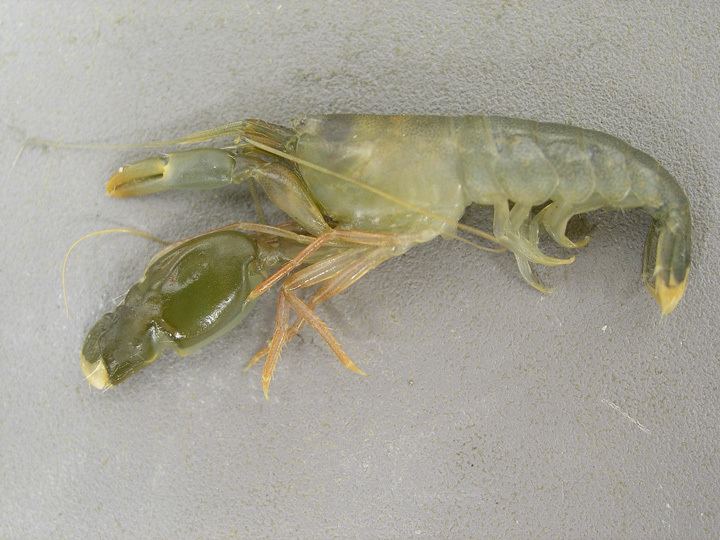 Alpheus heterochaelis Bigclaw snapping shrimp Alpheus heterochaelis
