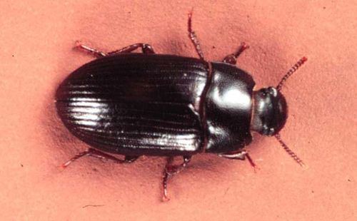 Alphitobius diaperinus Lesser Mealworm Beetle Alphitobius diaperinus