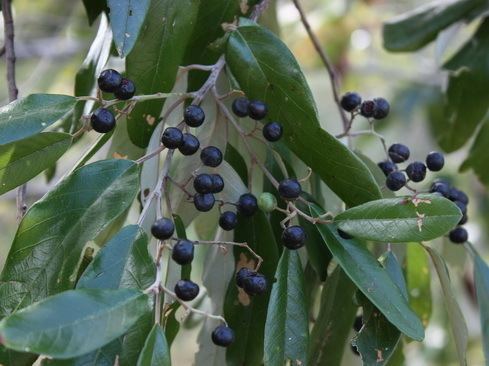 Alphitonia excelsa SGAP Townsville Alphitonia excelsa