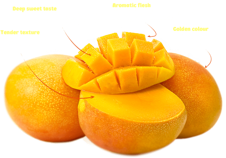 Alphonso (mango) Authentic Alphonso mangoes from India Indian Alphonso mango