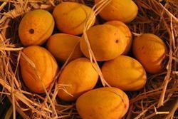 Alphonso (mango) Alphonso Mangoes Alphonso Aamb Suppliers Traders amp Manufacturers