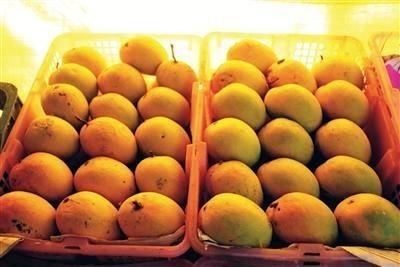 Alphonso (mango) Alphonso mango makes a comeback in UK after 7month ban Times of India