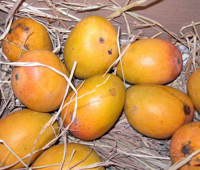 Alphonso (mango) Alphonso mango Wikipedia