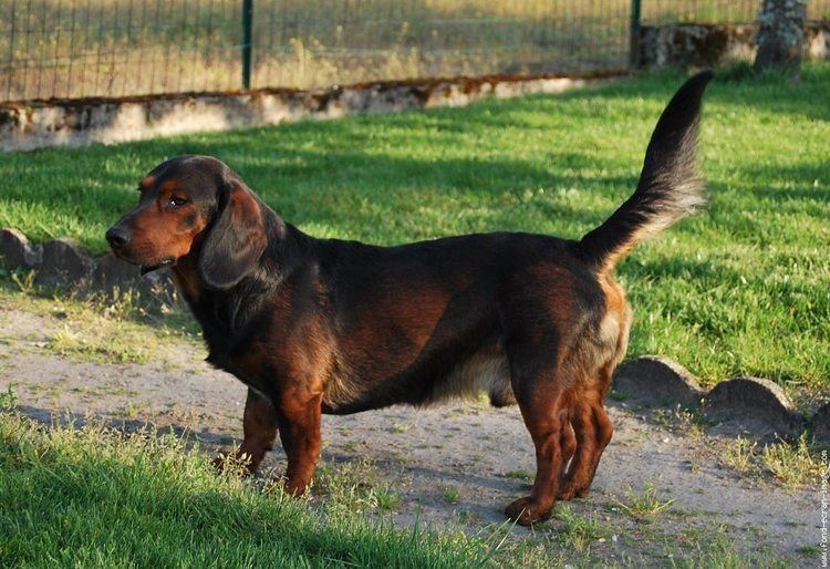 Alpine Dachsbracke Alpine Dachsbracke Dogs breeds Pets
