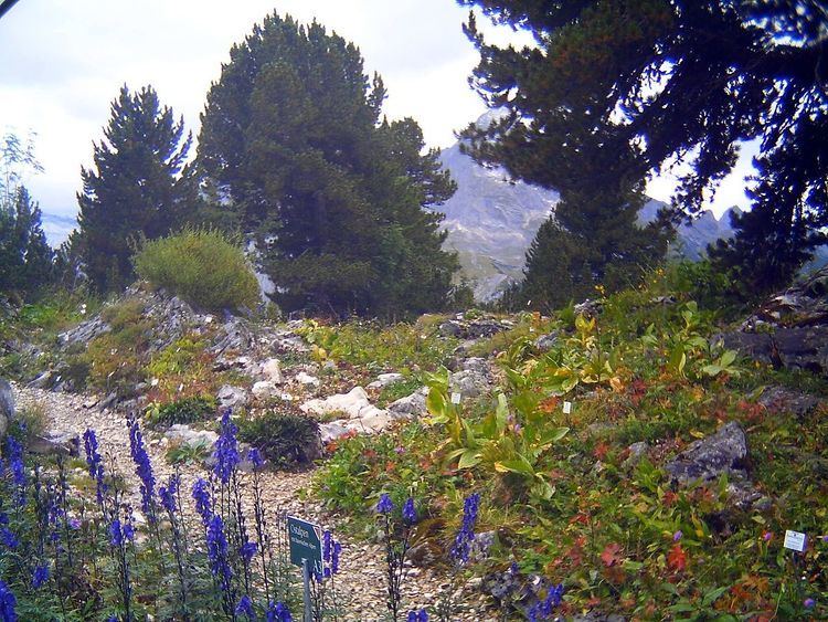 Alpine garden