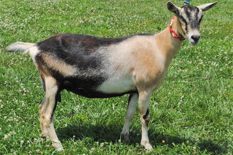 Alpine goat The Alpine Goat The Goat Guide Complete Goat Resource
