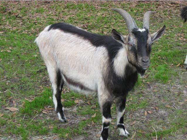 Alpine goat Alpine Goat Modern Farming Methods
