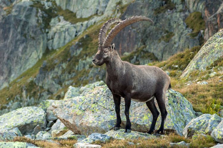 Alpine ibex Alpine Ibex Facts History Useful Information and Amazing Pictures