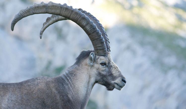 Alpine ibex Alpine Ibex Capra Key Facts Information amp Pictures