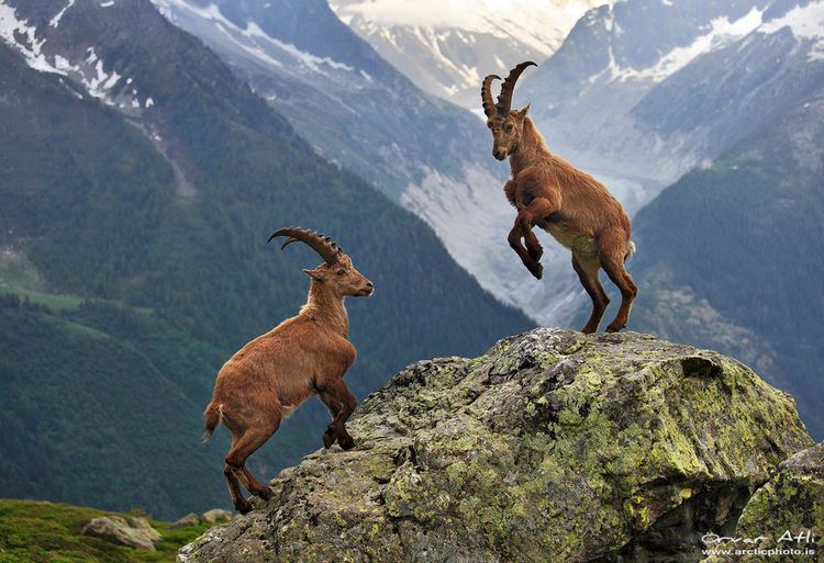 Alpine ibex Alpine Ibex Facts History Useful Information and Amazing Pictures