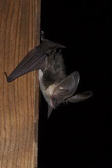 Alpine long-eared bat httpsuploadwikimediaorgwikipediacommonsthu