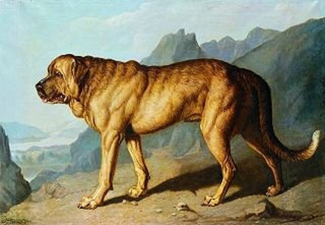 Alpine Mastiff Alpine mastiffs Natural History