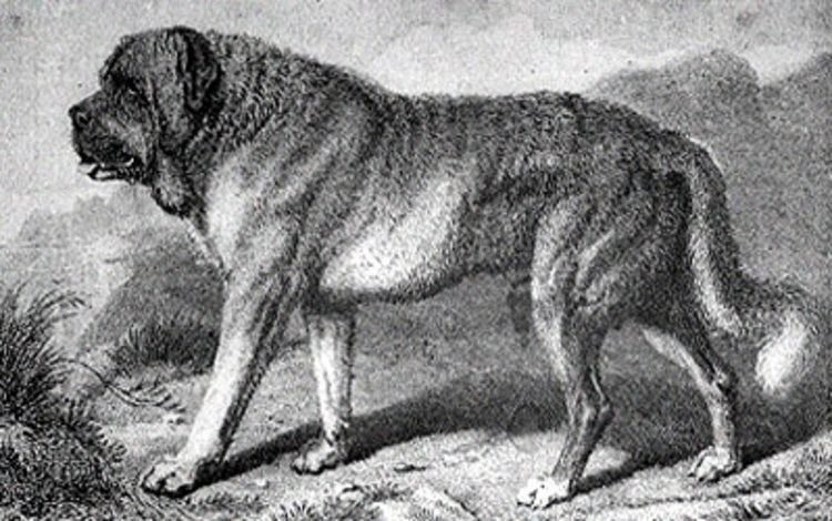 Alpine Mastiff Alpine mastiffs Natural History