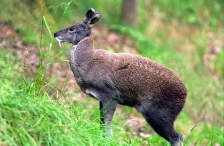 Alpine musk deer Official Website of the Great Himalayan National Park A UNESCO