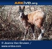 Alpine musk deer cdn1arkiveorgmedia5959A7C864F9D547DB9B182