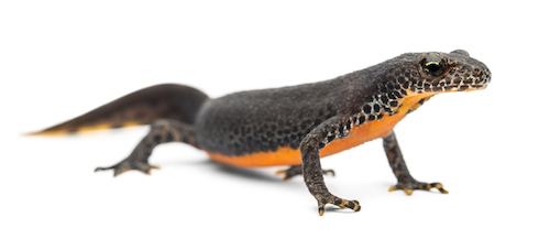 Alpine newt Alpine Newt for Sale Reptiles for Sale