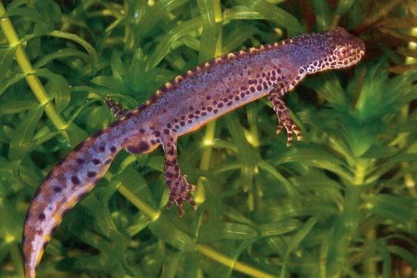 Alpine newt Keeping Alpine Newts