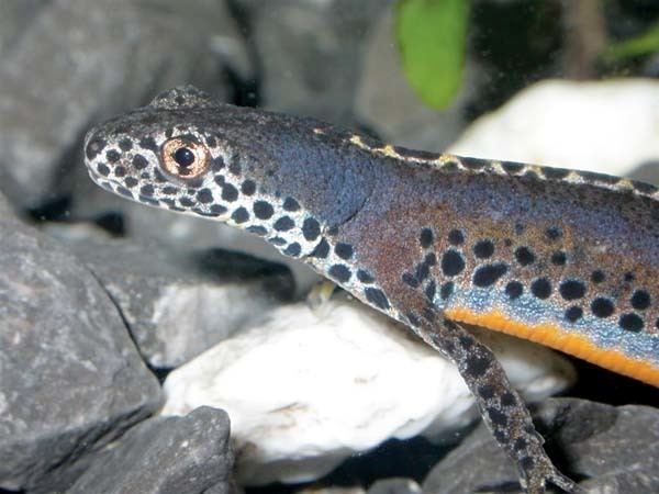 Alpine newt Keeping Alpine Newts