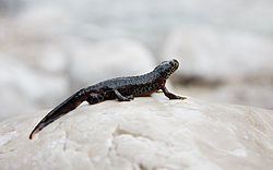 Alpine newt Alpine newt Wikipedia