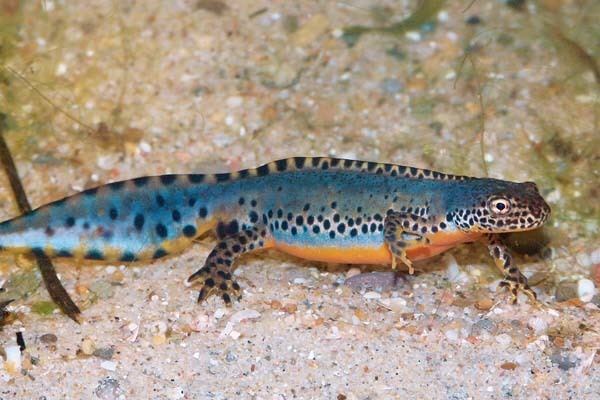 Alpine newt Keeping Alpine Newts