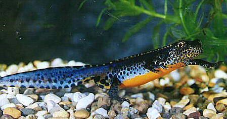 Alpine newt wwwamphibiancoukImagestaapua3jpg