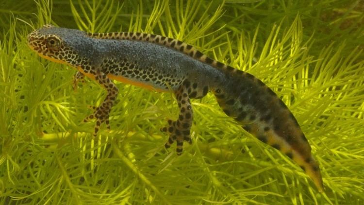 Alpine newt Froglife