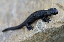 Alpine salamander httpsuploadwikimediaorgwikipediacommonsthu