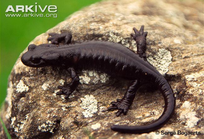 Alpine salamander Large alpine salamander videos photos and facts Salamandra lanzai