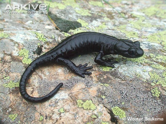 Alpine salamander Large alpine salamander photo Salamandra lanzai G121111 ARKive
