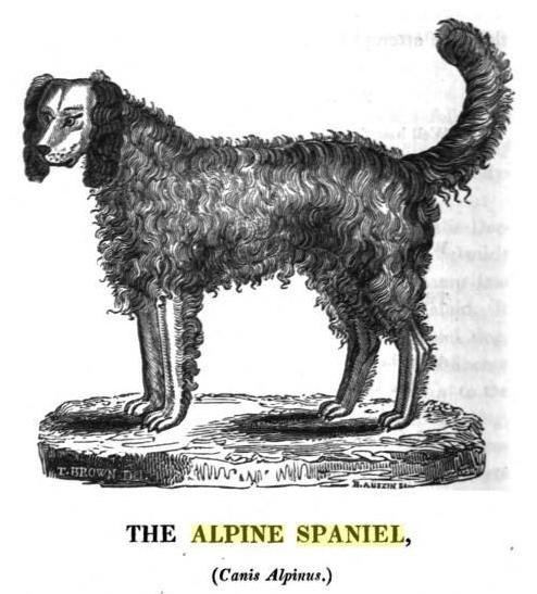 Alpine Spaniel httpsuploadwikimediaorgwikipediacommons00