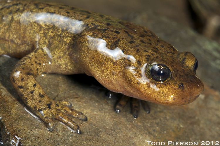Alpine stream salamander httpsc1staticflickrcom982917598269334fe65