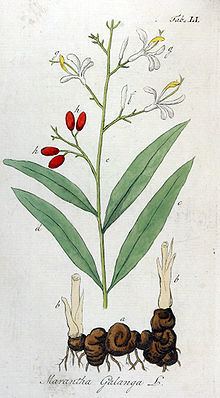 Alpinia galanga httpsuploadwikimediaorgwikipediacommonsthu