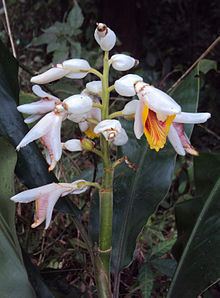 Alpinia malaccensis httpsuploadwikimediaorgwikipediacommonsthu