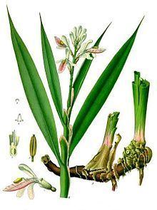 Alpinia officinarum httpsuploadwikimediaorgwikipediacommonsthu