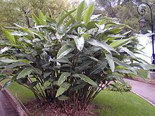 Alpinia zerumbet httpsuploadwikimediaorgwikipediacommonsthu