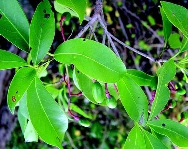 Alseodaphne Alseodaphne semecarpifolia angustifolia Meissner Species India