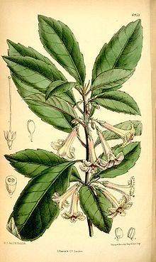Alseuosmia macrophylla httpsuploadwikimediaorgwikipediacommonsthu