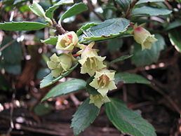 Alseuosmiaceae httpsuploadwikimediaorgwikipediacommonsthu