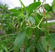 Alsinidendron obovatum httpsuploadwikimediaorgwikipediacommonsthu