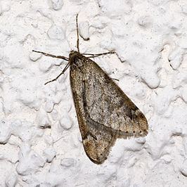 Alsophila (moth) httpsuploadwikimediaorgwikipediacommonsthu